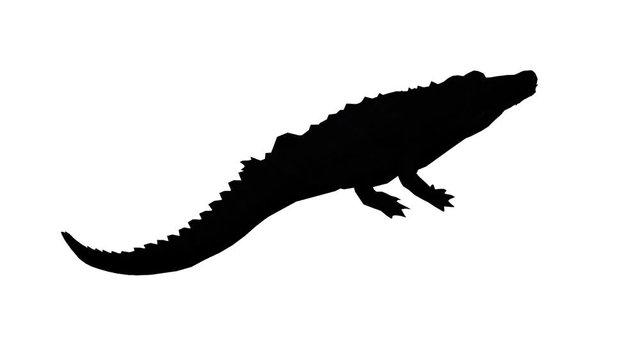 Crocodile swaying body climb crawling,Dangerous animals sketch silhouette.