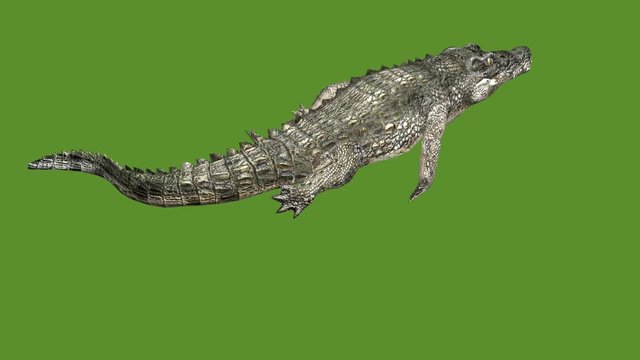 Crocodile swaying body swimming,Dangerous animals.