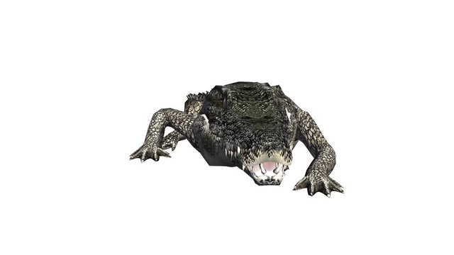 Crocodile swaying body climb crawling,Dangerous animals.