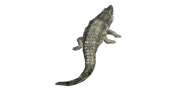 Crocodile swaying body climb crawling,Dangerous animals.