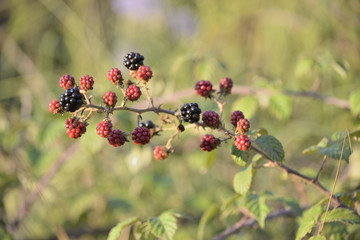 Racimo de zarzamoras en el bosque.
