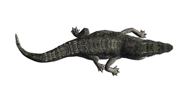 Crocodile swaying body climb crawling,Dangerous animals.