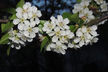 ветка цветущей вишни в саду на темном фоне