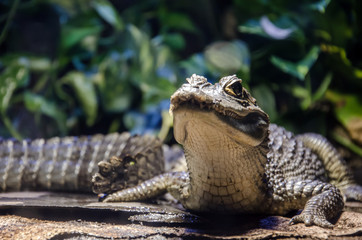 Small crocodile in a terrarium with a heated backlight. Close-up