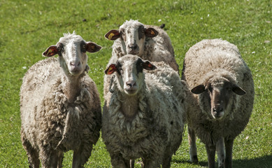 Fototapeta premium Shaggy sheeps closeup on green grass meadow background