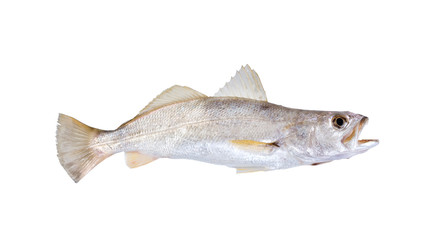 Silver Seatrout (Cynoscion nothus). Isolated on white background