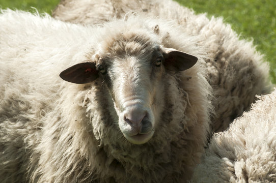 Shaggy sheep closeup on green grass meadow background
