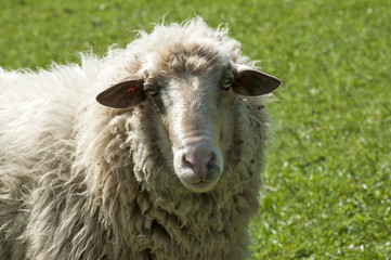 Fototapeta premium Shaggy sheep closeup on green grass meadow background
