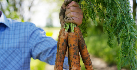 The farmer is holding a biological product of carrots, hands and carrots soiled with earth. Concept: biology, bio products, bio ecology, grow vegetables, vegetarians, natural clean and fresh product.