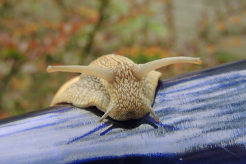 большая улитка на синей бутылке в саду