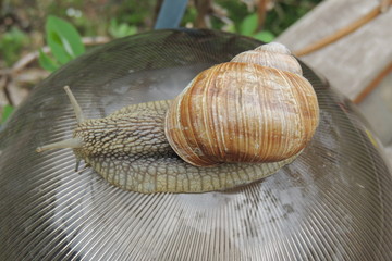 большая улитка в саду на прозрачном шаре