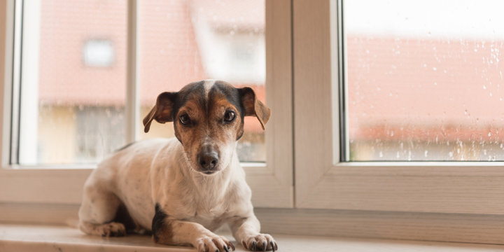 Hund liegt bei schlechtem Wetter auf der Fesnterbank und schaut nach draußen - Jack Russell Terrier 