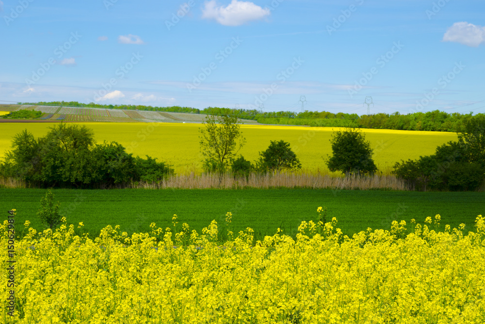 Wall mural View of a field of rapeseed and meadow under a blue sky on a sunny spring day