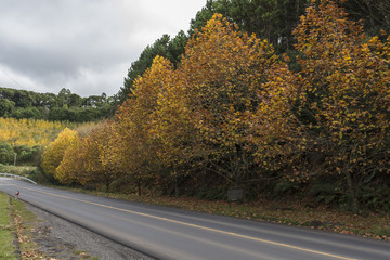 Obraz premium paisagem de outono inverno