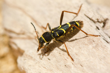 Wasp beetle (Clytus arietis) on dead wood. A striking yellow and black wasp mimic in the family...
