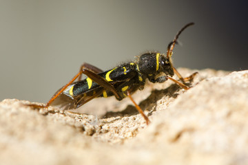 Wasp beetle (Clytus arietis) in profile. A striking yellow and black wasp mimic in the family Cerambycidae, displaying Batesian mimicry