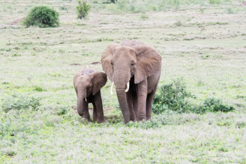 Wild Elephants in a Lush Tanzania Landscape with Grass