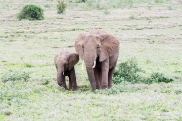 Fototapeta premium Wild Elephants in a Lush Tanzania Landscape with Grass