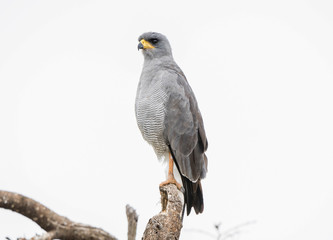 Eastern Chanting Goshawk (Melierax poliopterus) on a Tree Limb in Northern Tanzania