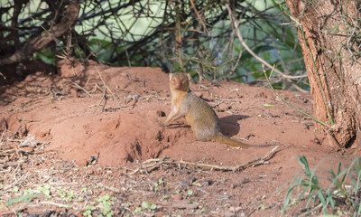 Dwarf Mongoose (Helogale parvula) on Red Dirt in Northern Tanzania