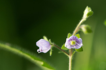 Wood speedwell (Veronica montana) in flower. Blue flower of plant in the family Plantaginaceae, distinguished by hairs all around the stem