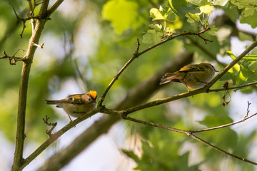 Pair of goldcrests (Regulus regulus) on branch. Britain's smallest bird, in the family Sylviidae, with male displaying impressive gold crest