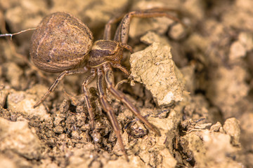 Xysticus bifasciatus spider. Female crab spider in the family Thomisidae at ground level in limestone grassland