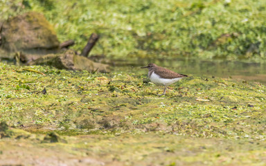 Common sandpiper (Actitis hypoleucos) on mud. Small brown and white wading bird in the family Scolopacidae, moving north during spring passage