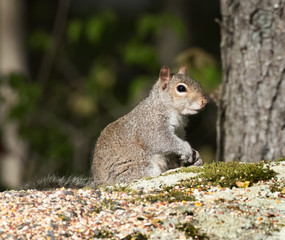 Squirrel