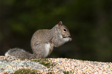 Squirrel