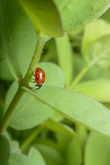 Biedronka  © RegnumInvictum