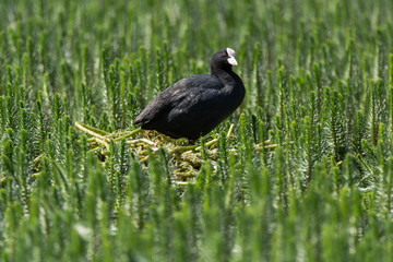 Coot (Fulica atra) standing on nest amongst aquatic vegetation. Black water bird in the family Rallidae on nest constructed of plant material