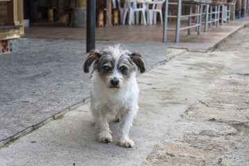 Cachorro andando na rua 