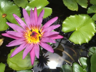 Lotus flower plants float in tranquil river garden with sun light reflection in a pond, Bees sucking Nectar from Lotus Pollen, Pink purple lotus focus-on-foreground with blur Lotus leaf background
