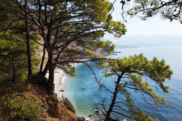Top view on sea beach through pine-trees at sun day