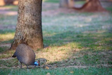 Guine Fowl Eating Rusk
