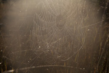 spiderweb nature