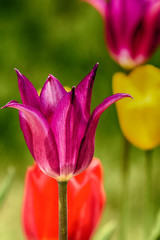 Tulips in the garden
