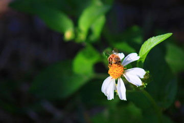 Honey bee