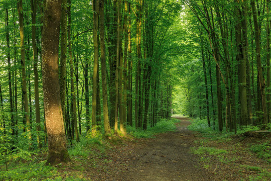 Fototapeta Forest trees in Carpathians mountains in Ukraine