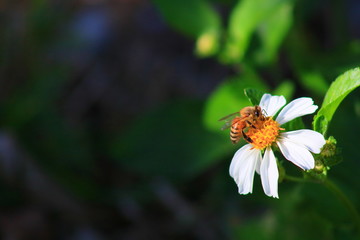 Fototapeta premium Honey bee