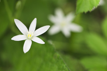 Obraz na płótnie Canvas Bright white flowers on a blurred green background.