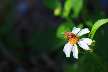 Obraz premium Honey bee