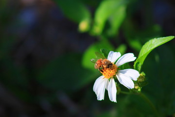 Honey bee