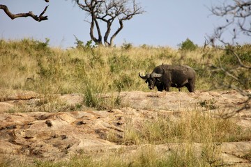 Fototapeta premium Buffalo On Ridge