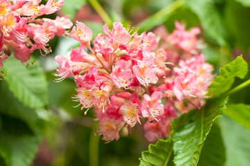 Pink chestnut tree blossoms