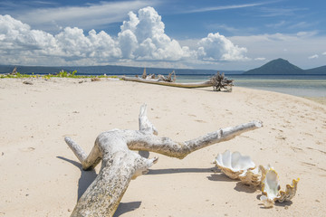 Beach with driftwood  Rabaul Papua New Guinea - obrazy, fototapety, plakaty