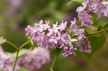 Lilac flowers on tree in garden