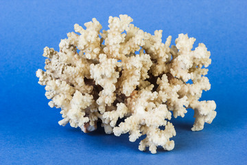White coral on a blue background.