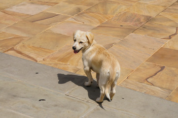 Wilder Welpe in Bangkok